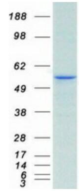 Coomassie blue staining of purified CA9 protein.